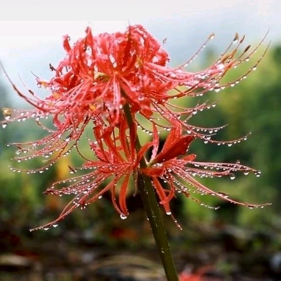 ☞彼♥岸♥花☜