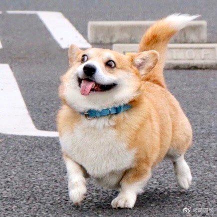 可可爱爱鲤鱼