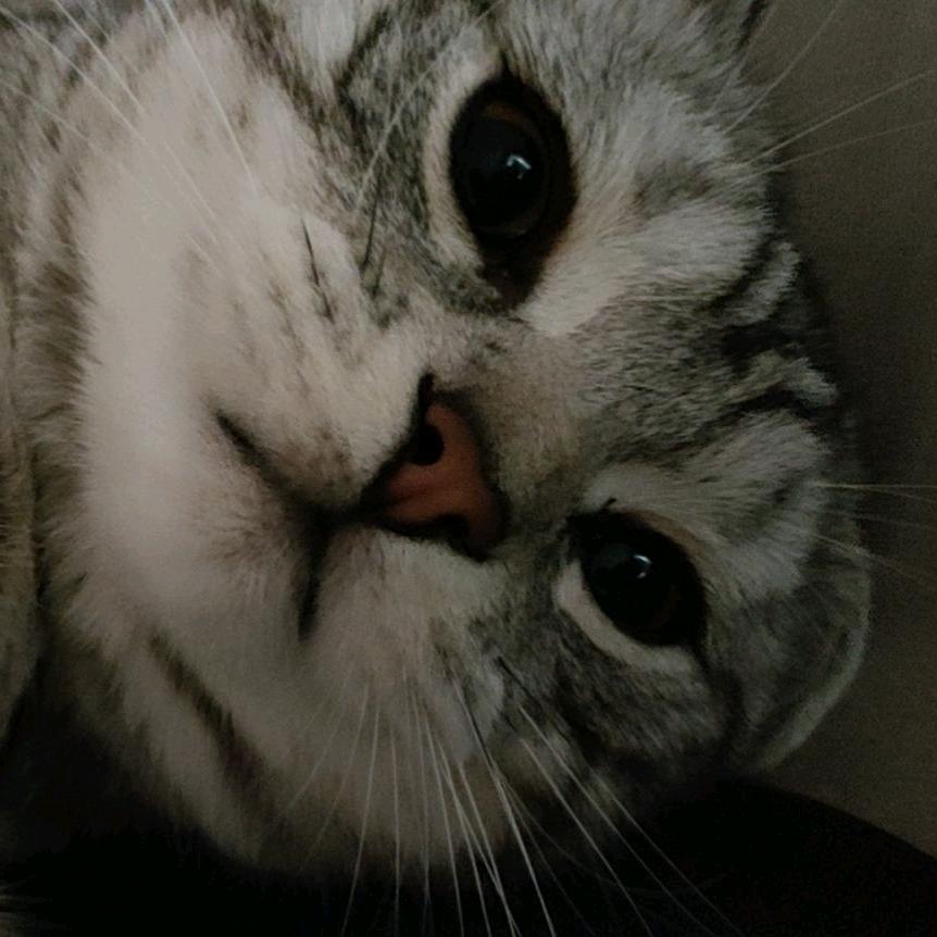 得鹿梦鱼🐟