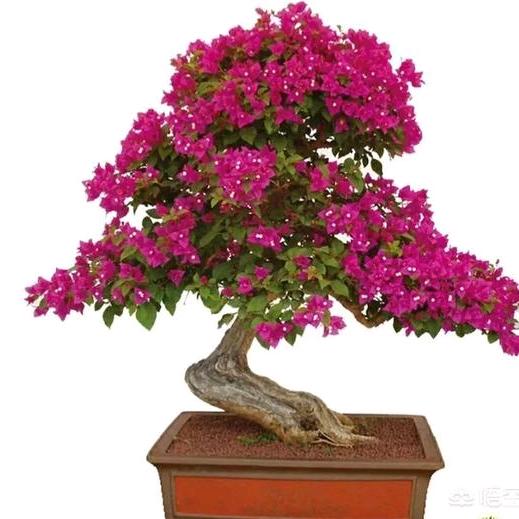 巴中市恩阳区众联种植专业合作社