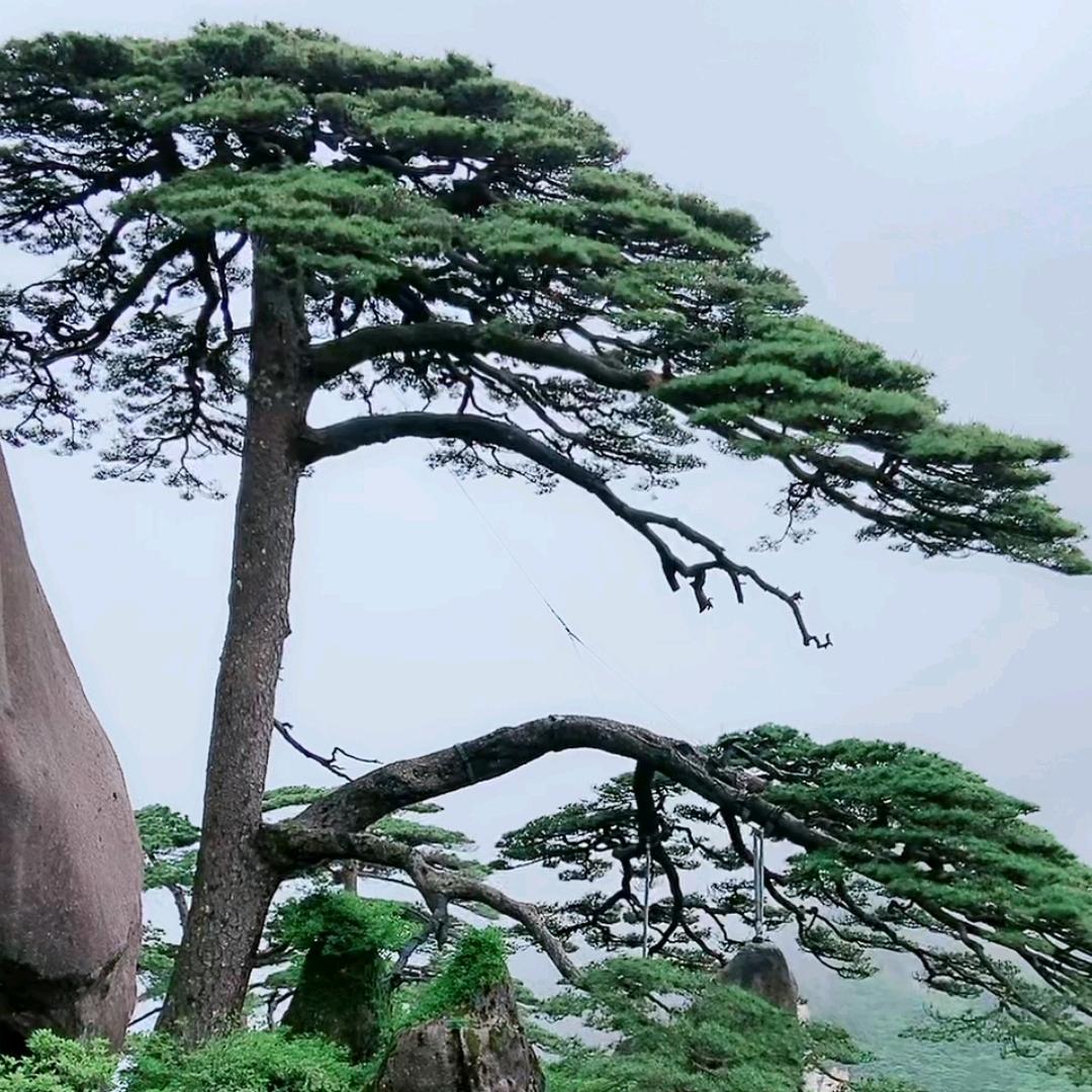 美早晨