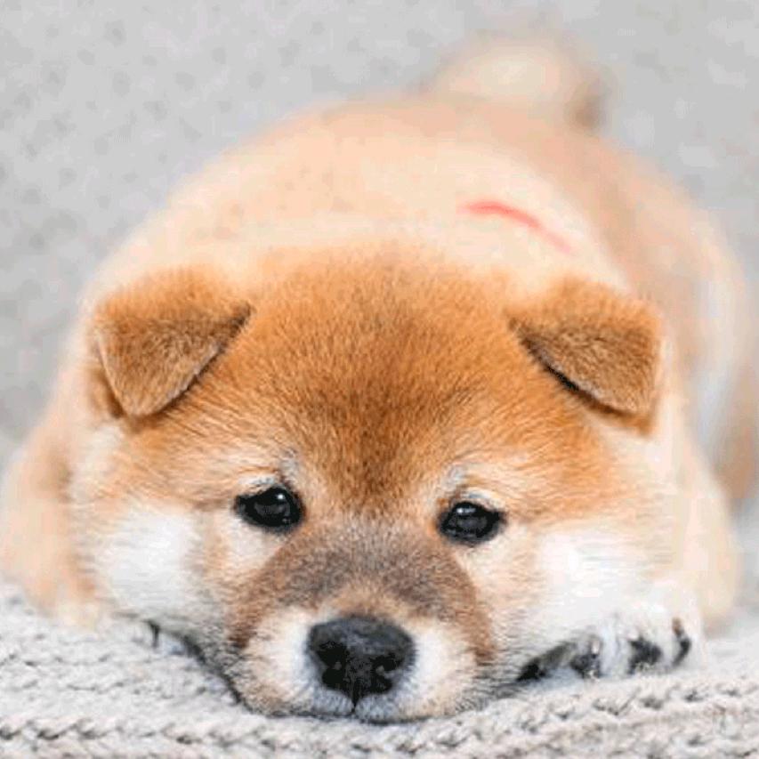 潮玩对对碰