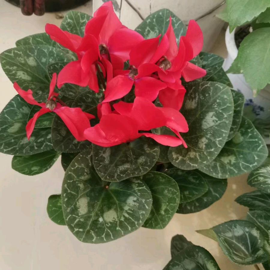 川H架子团队