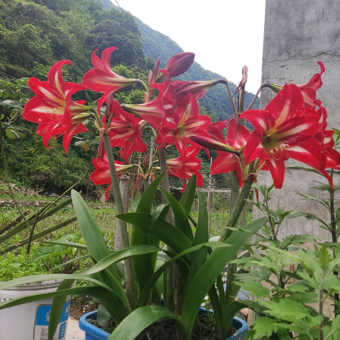 晶莹剔透