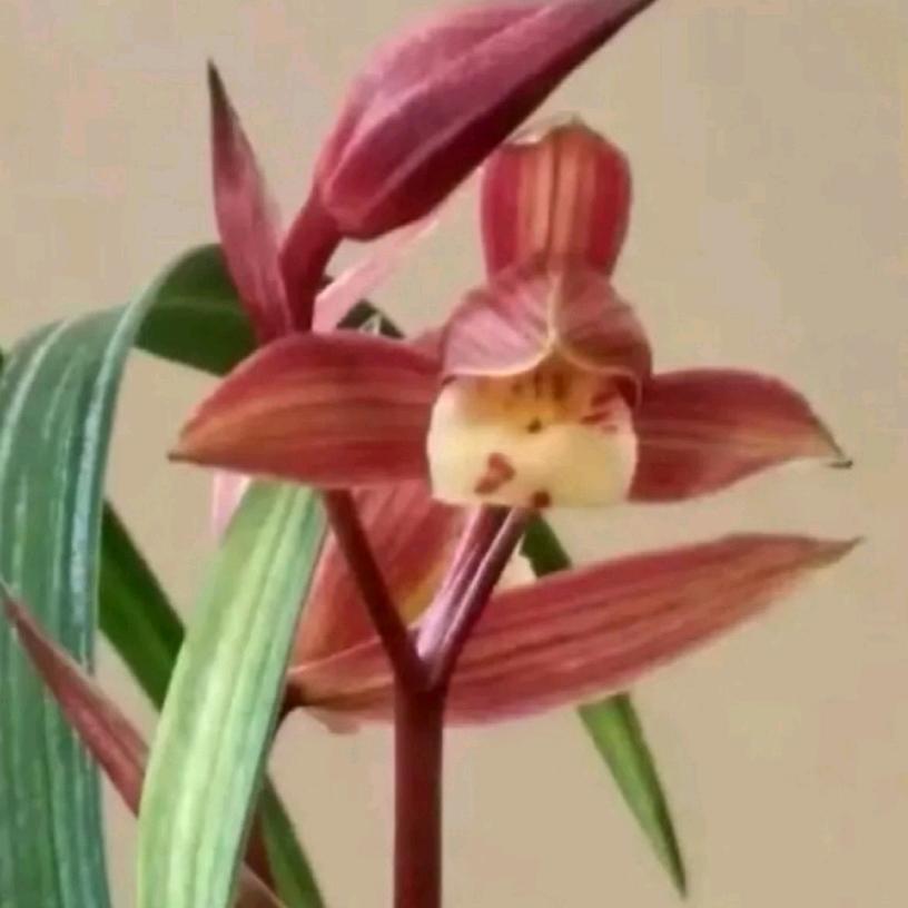 雲间寄芦