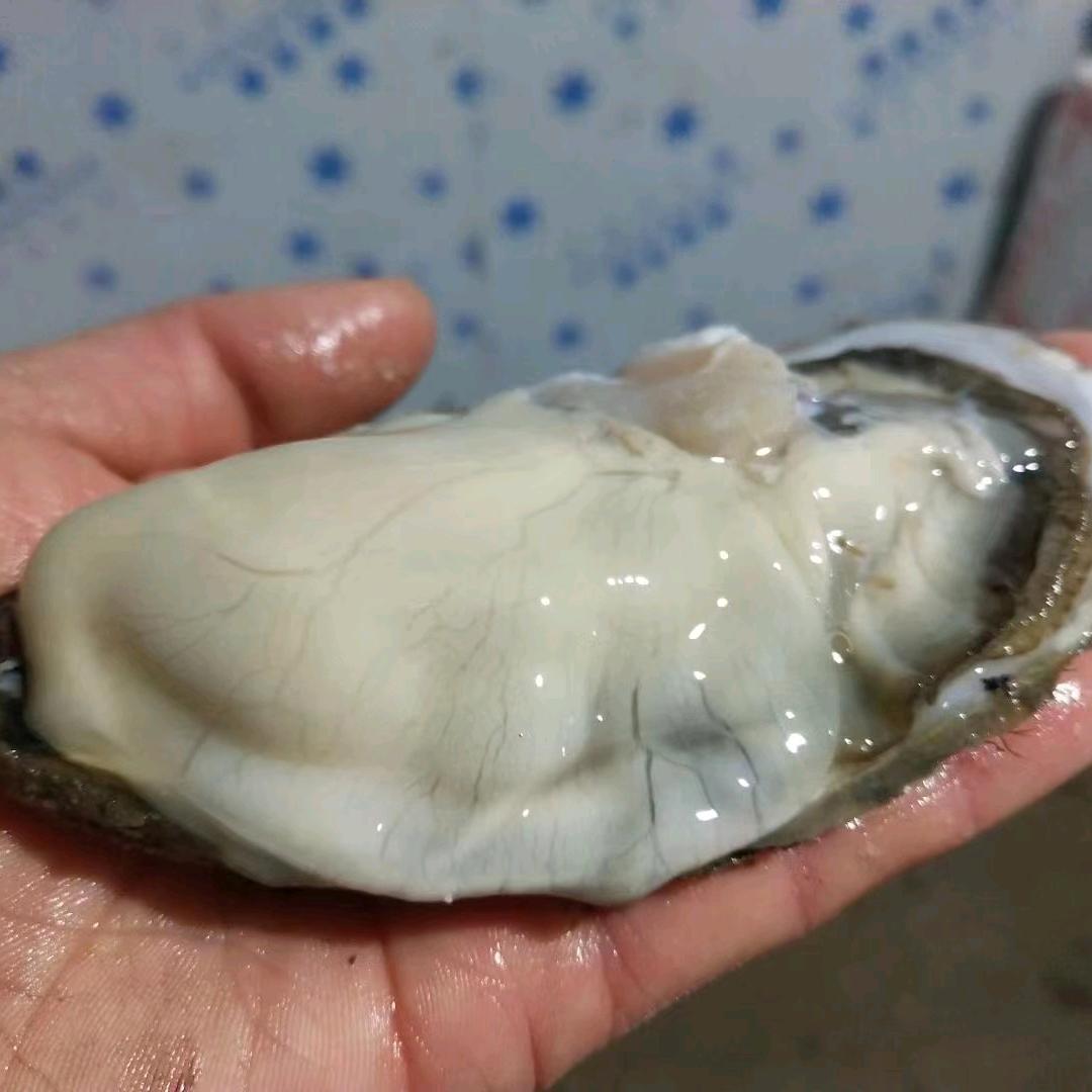 南井寨水产海鲜