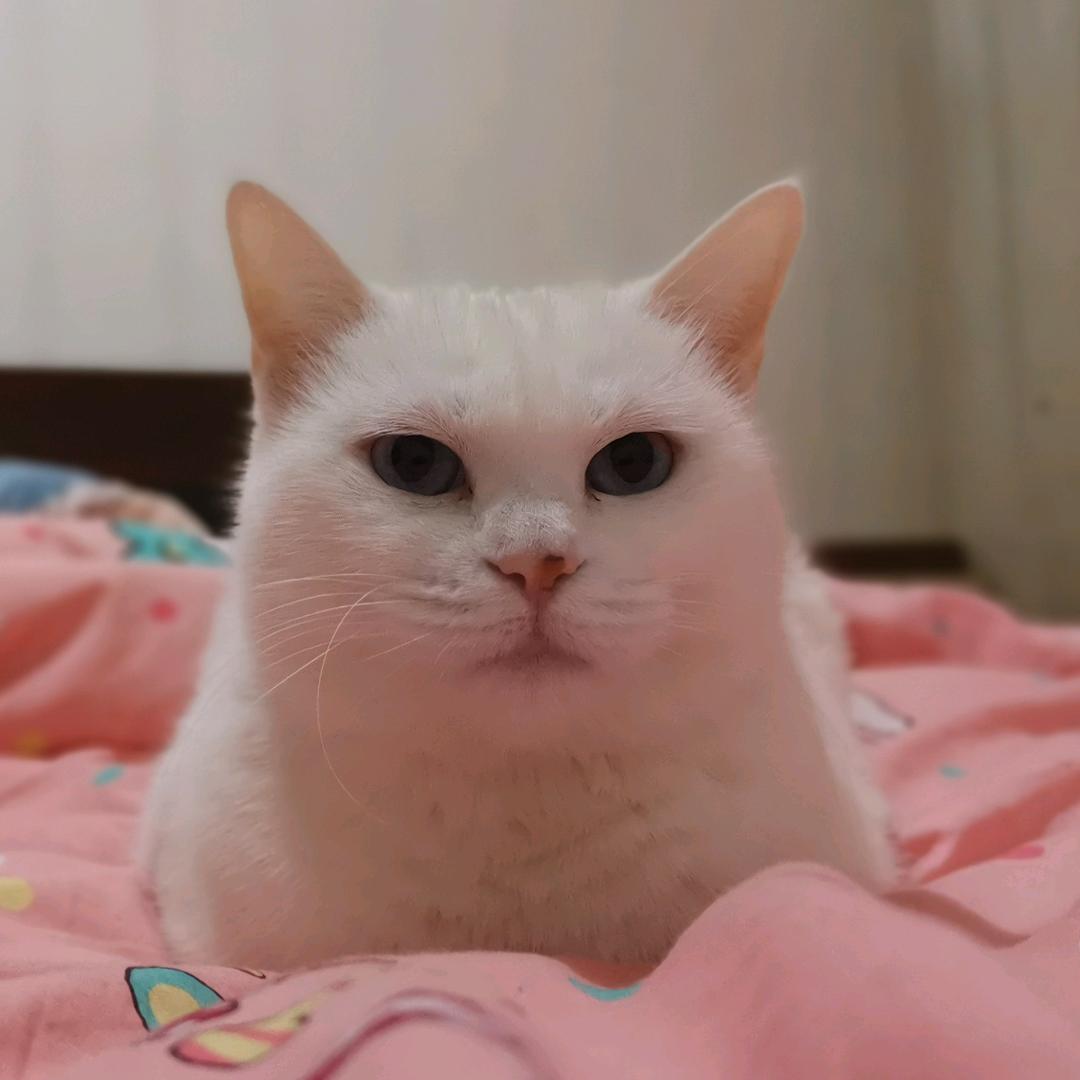 花赢头像