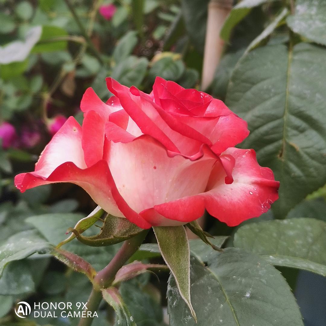 罗花💐🌹有意🌹🌺🌸🍂