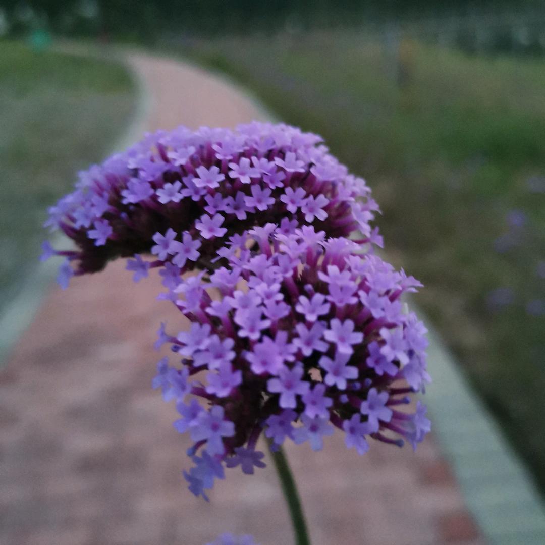 🍁限量版🌻青春🍁