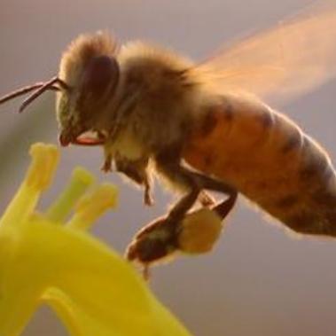 🐝风行🇨🇳