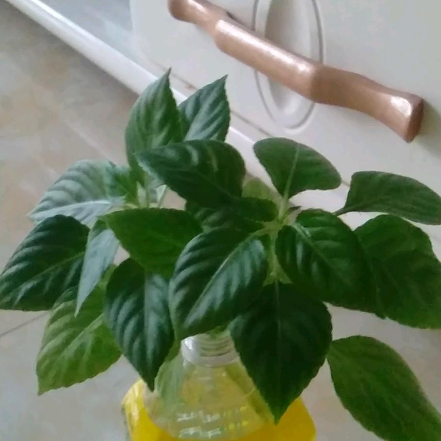 欢迎