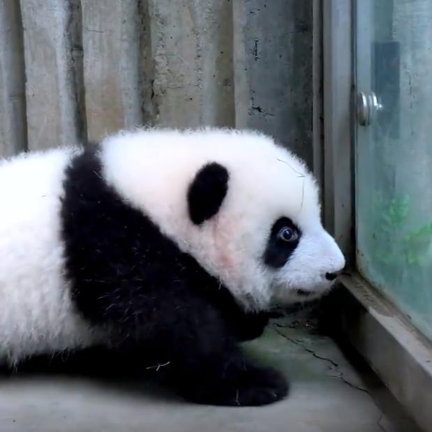 萌兰的小跟班丫