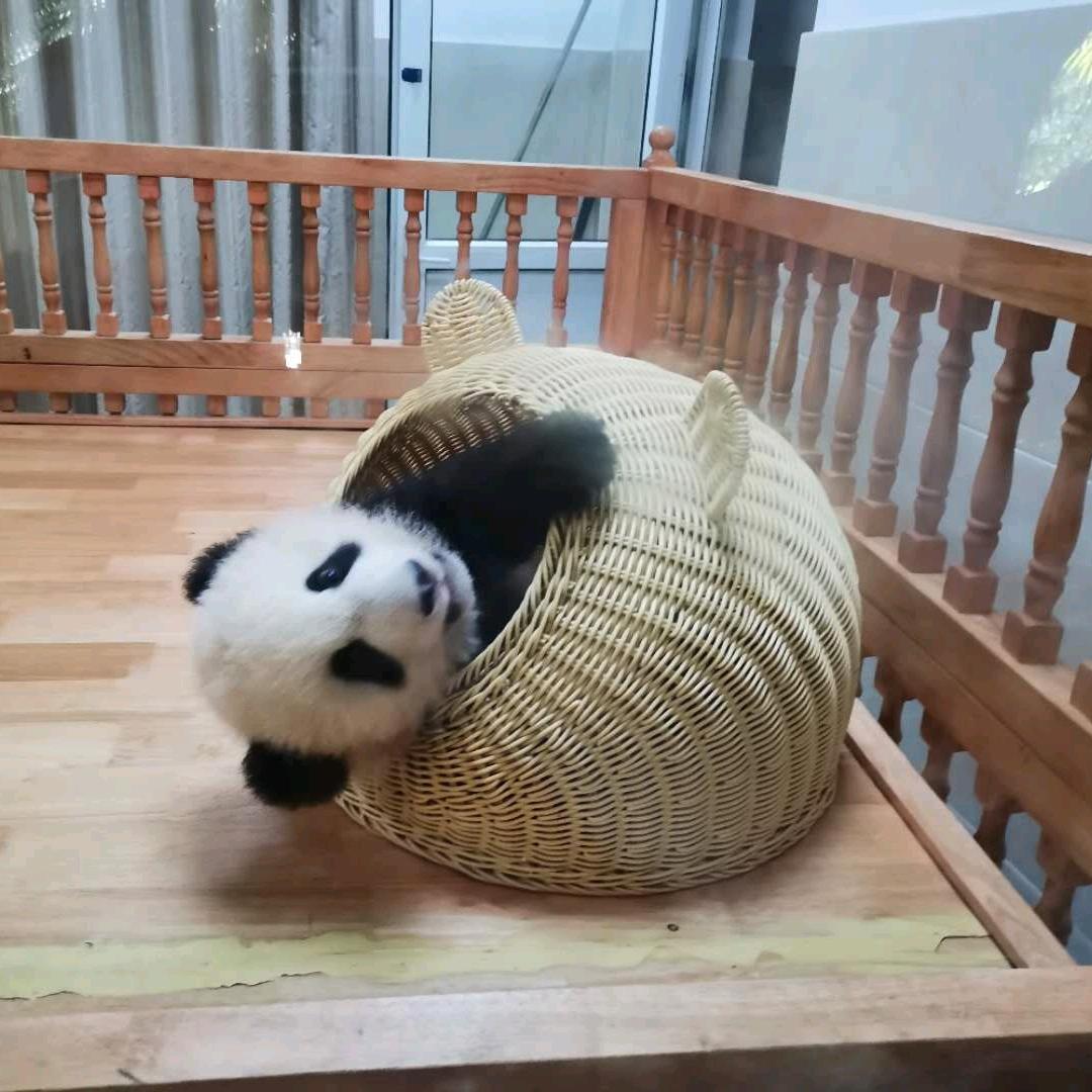 哒哒哒