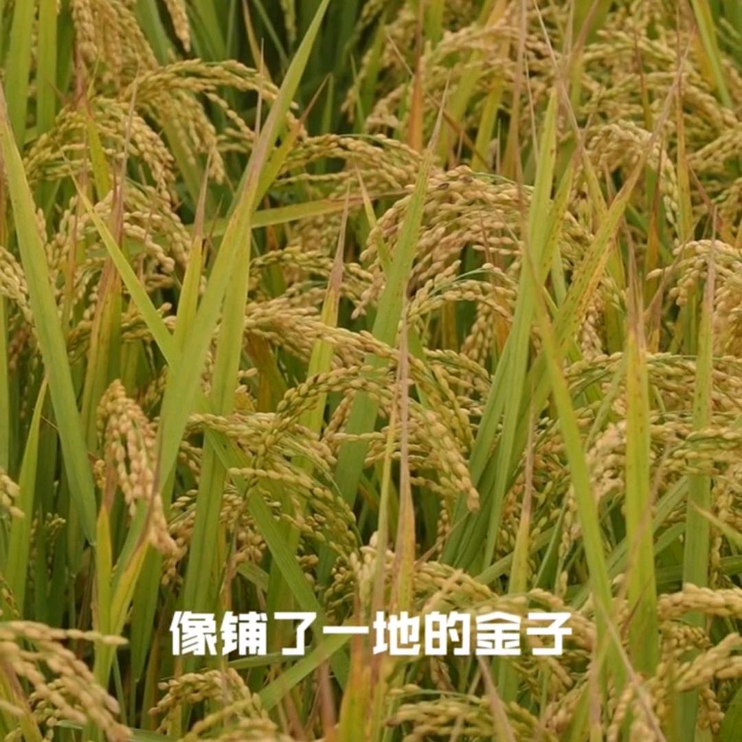 浅浅清风