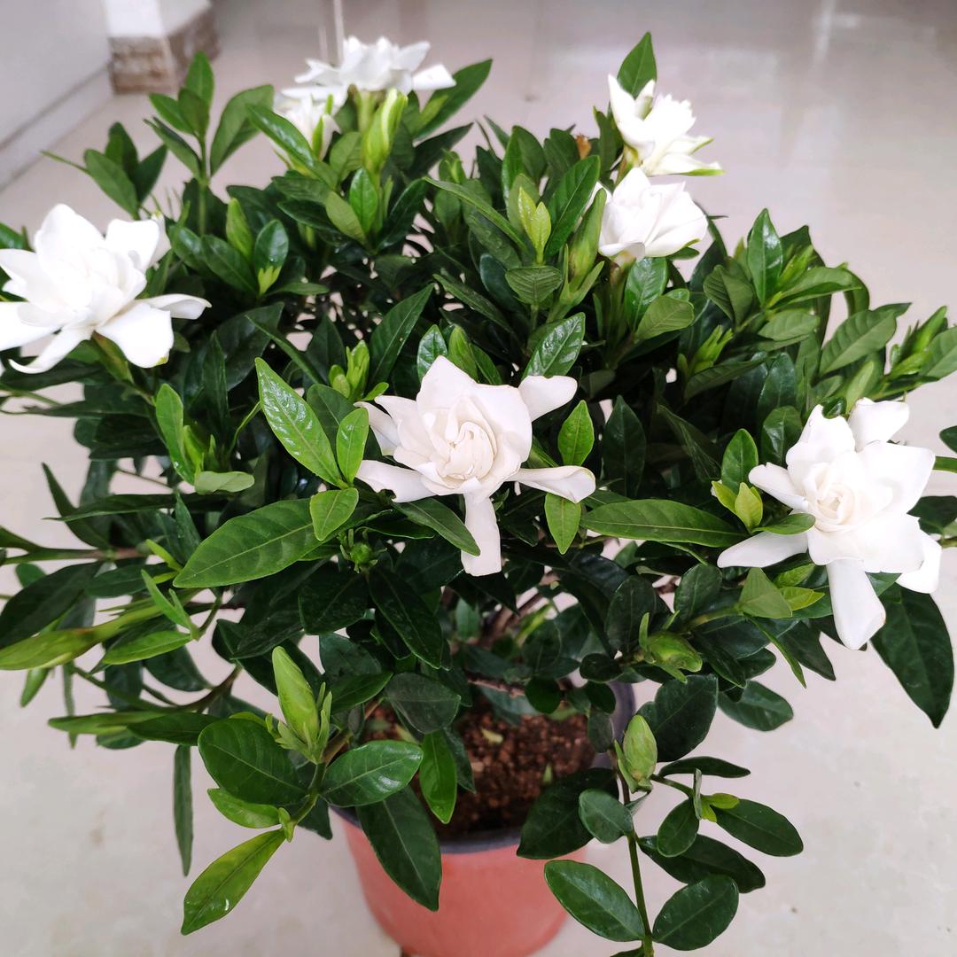 花灵雨