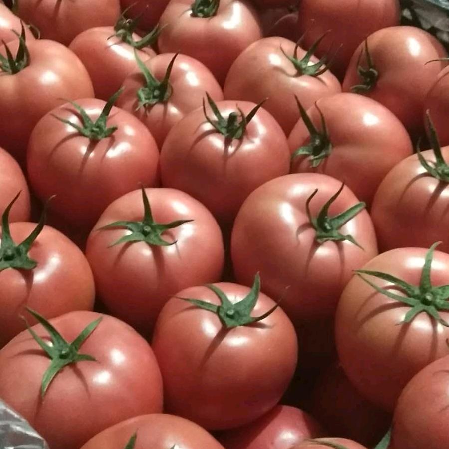 云南玉溪西红柿代收熊二