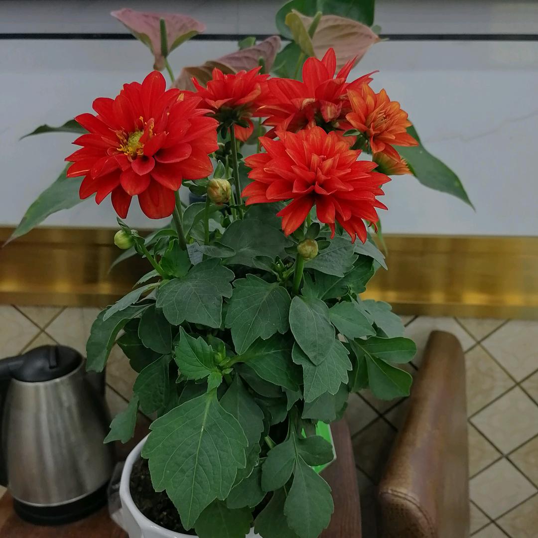 一身相伴