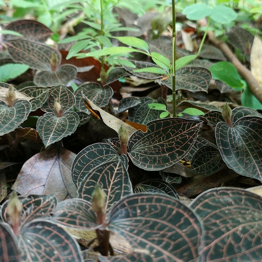 兰德光.金线莲