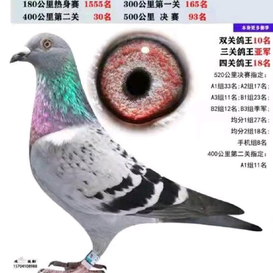 诚信鸽友