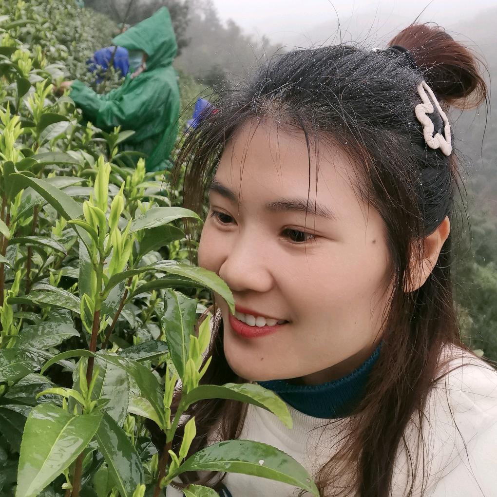 安吉高山白茶