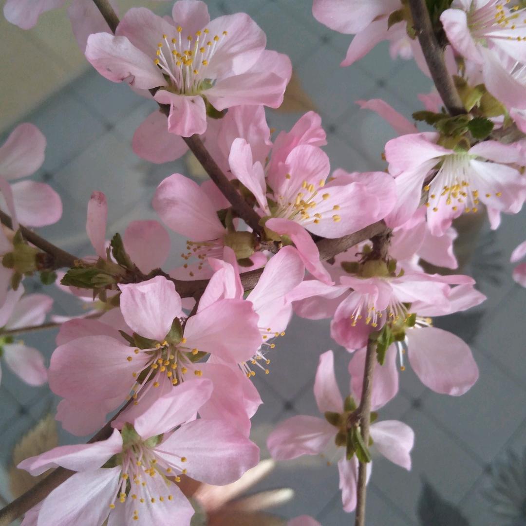 菊花李