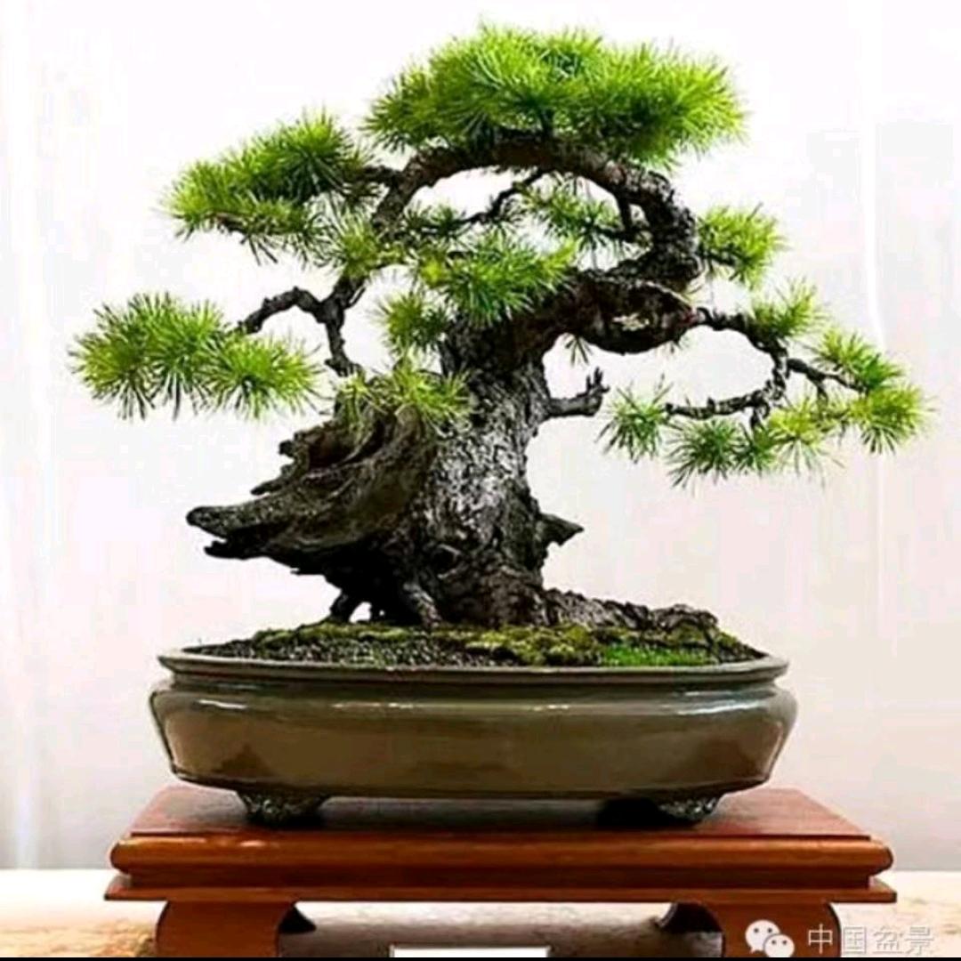发烧.怀旧.mp4.音乐