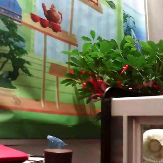 简单人生