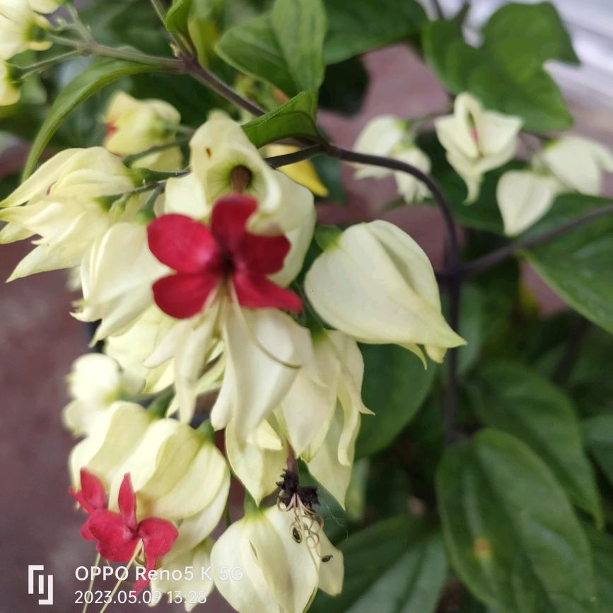 成熟的麦穗