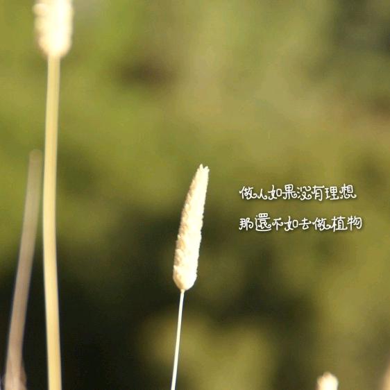 MAJE GYLLEN汇才昇配饰专卖店