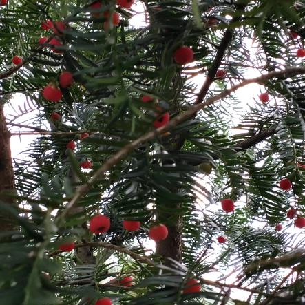 自然美才是最美