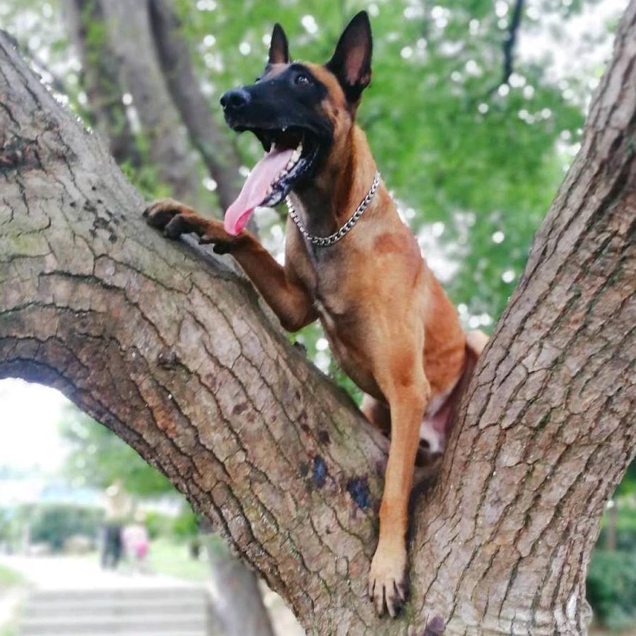 马达很酷】接代训】