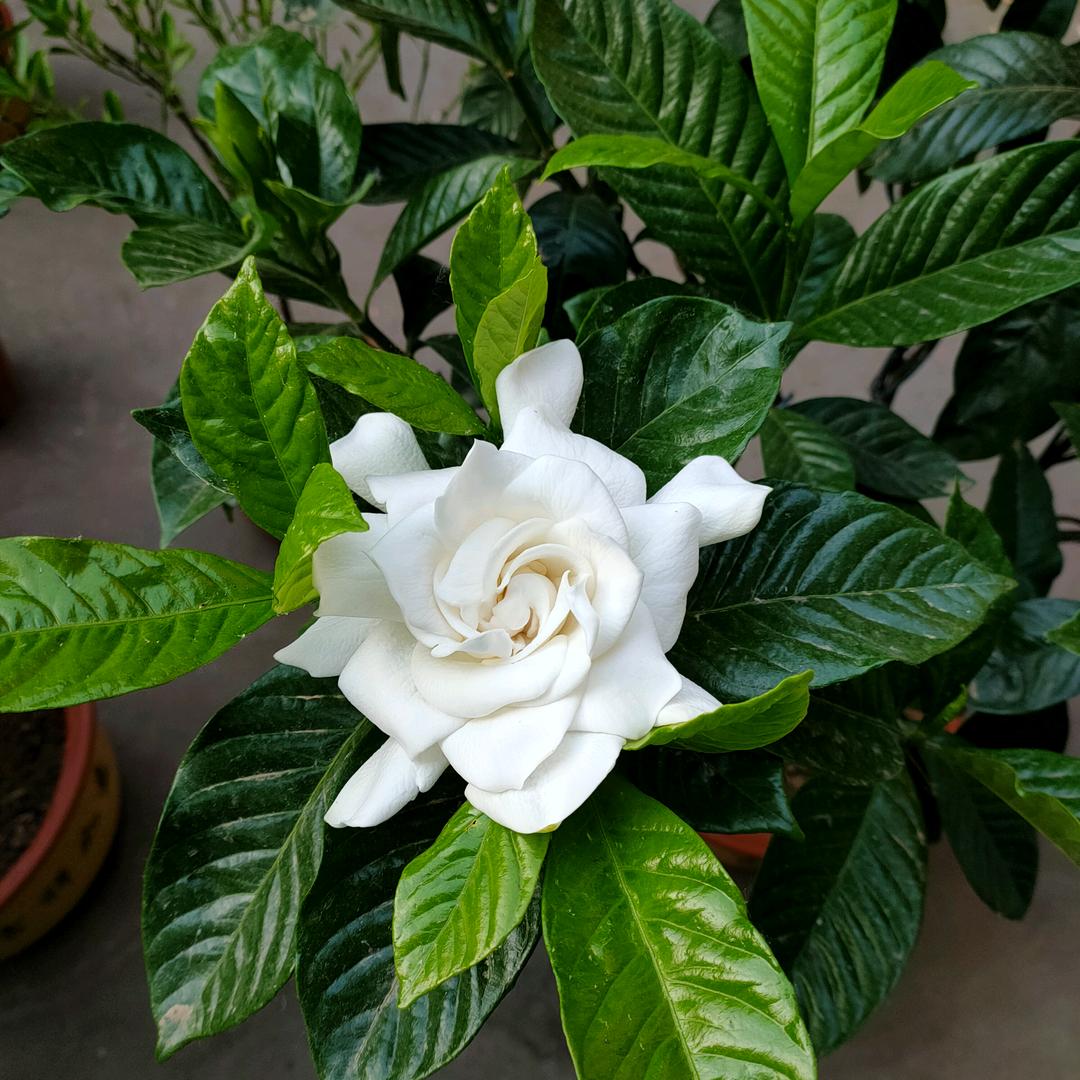 老花匠