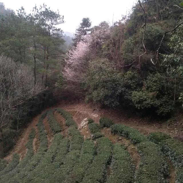 东山陈
