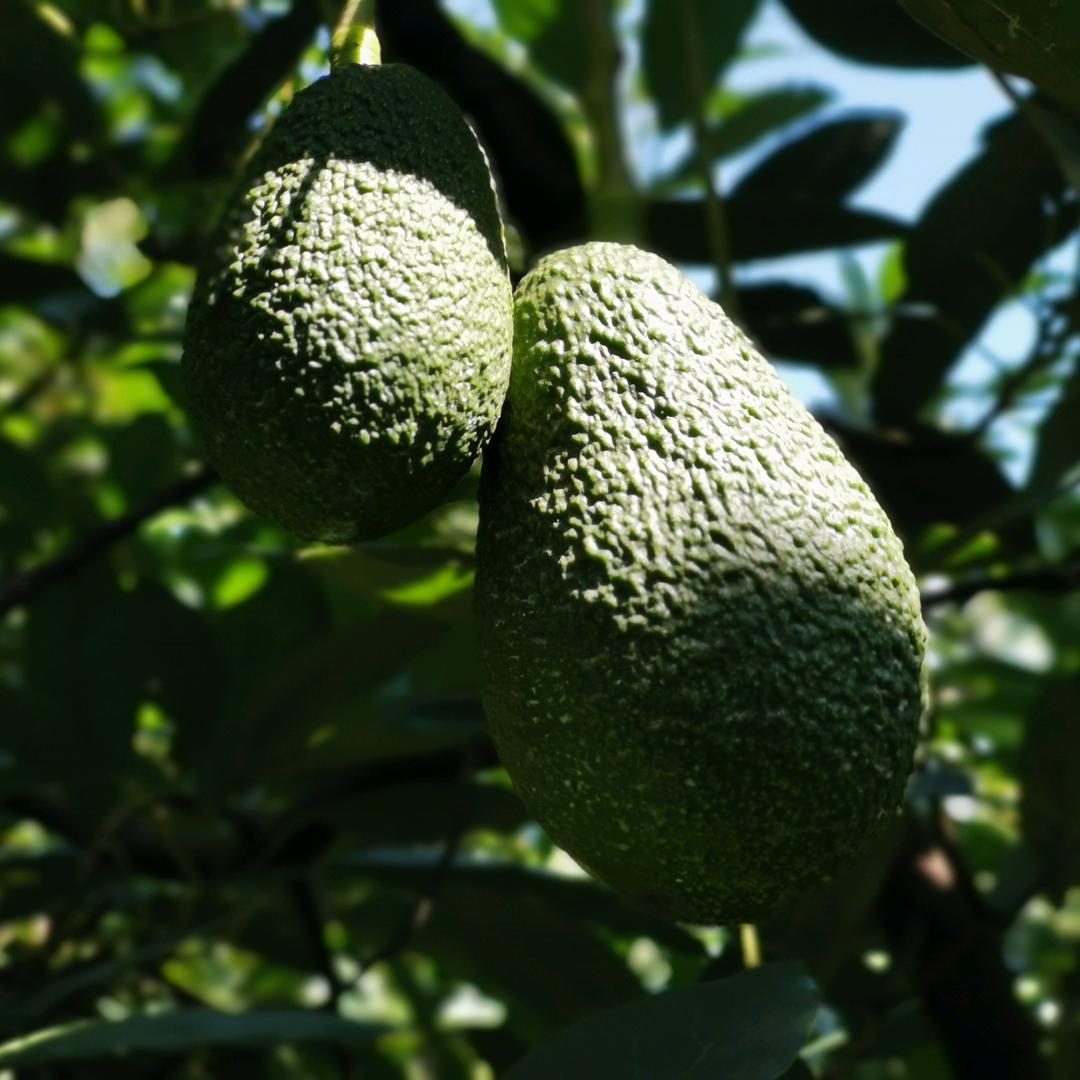 云南孟连牛油果