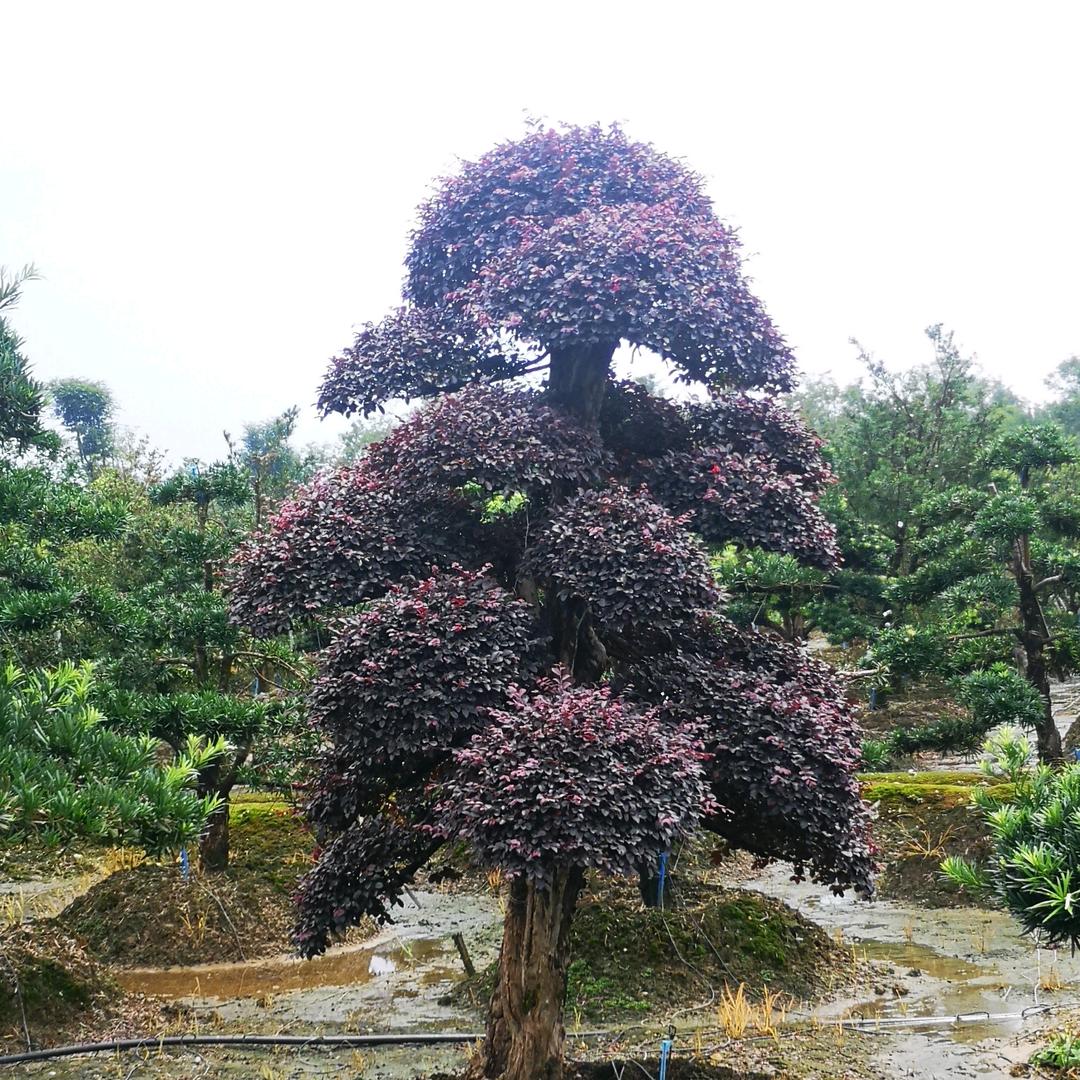 长沙市雨花区诚善苗圃