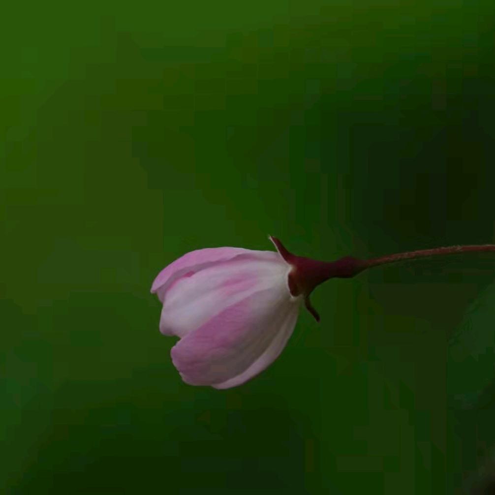 洒家预言