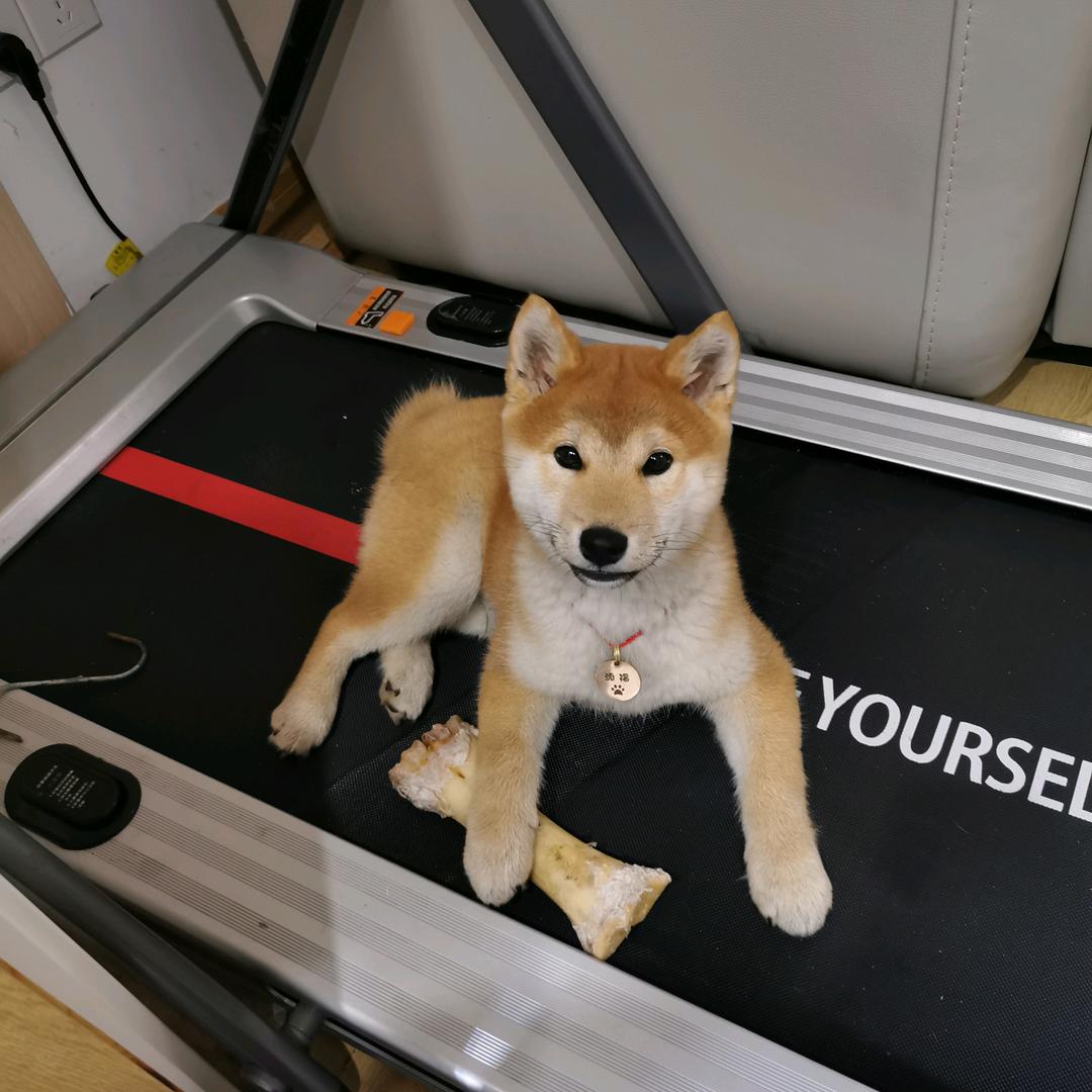 柴犬添福
