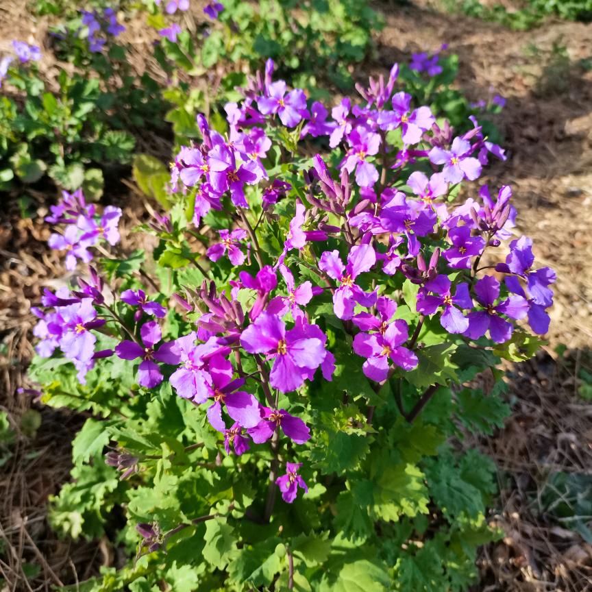 青州市云阁园林绿化工程有限公司