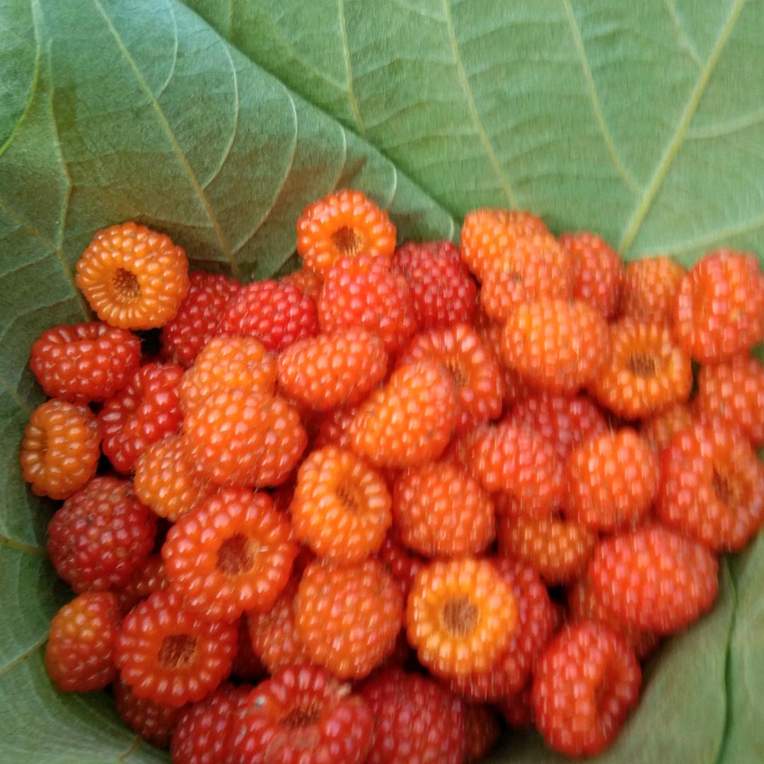 好