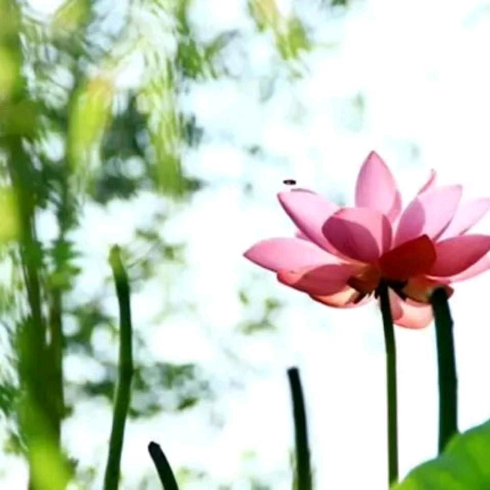 老谢