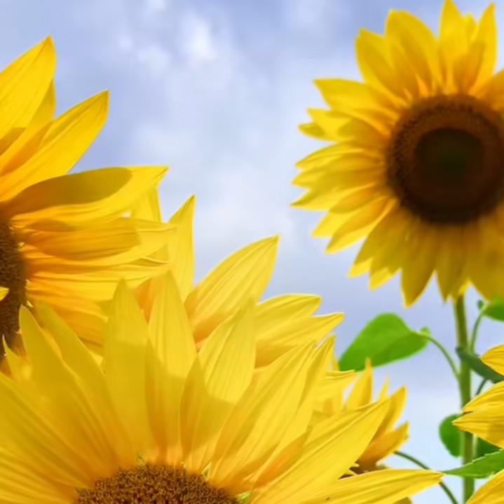 向日葵