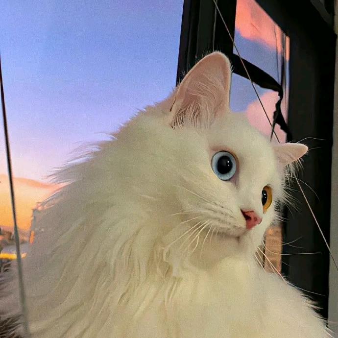 小喵