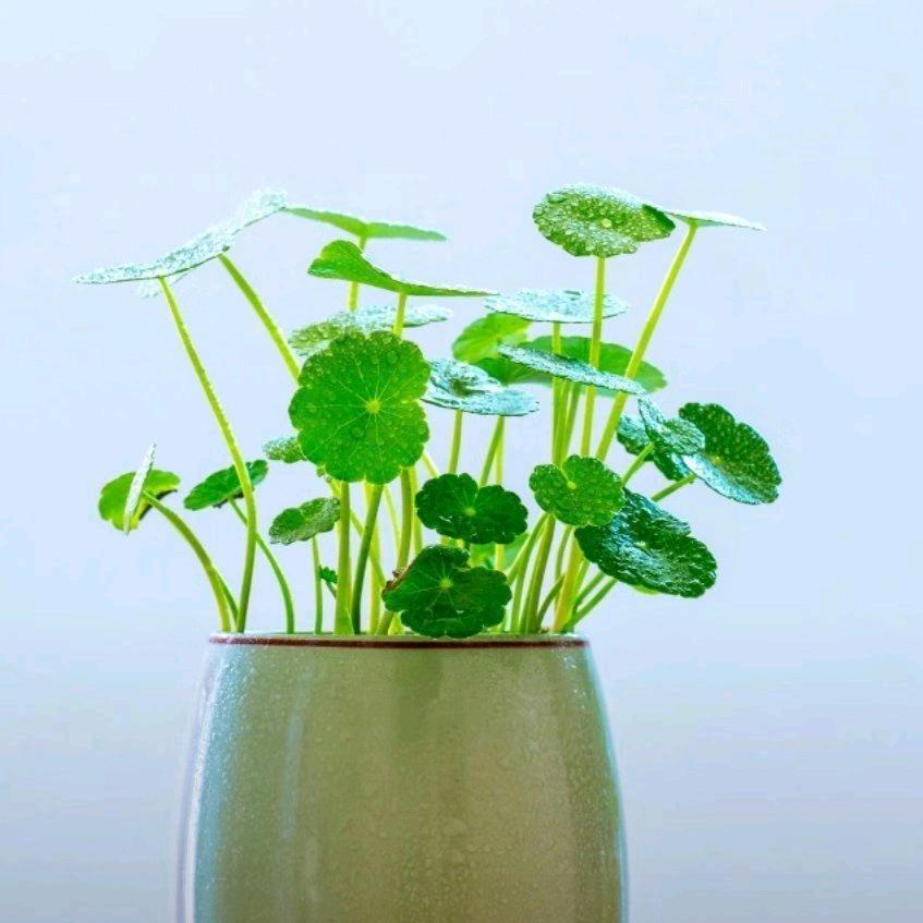 好心情