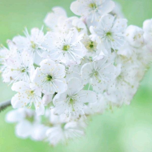 一只猫(✪▽✪)