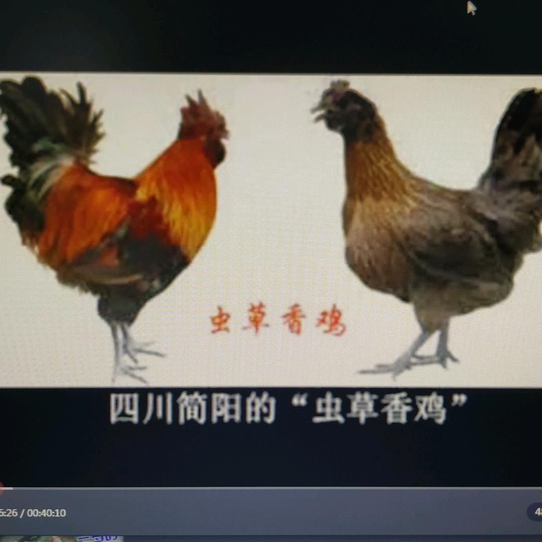古交山野兔🐇