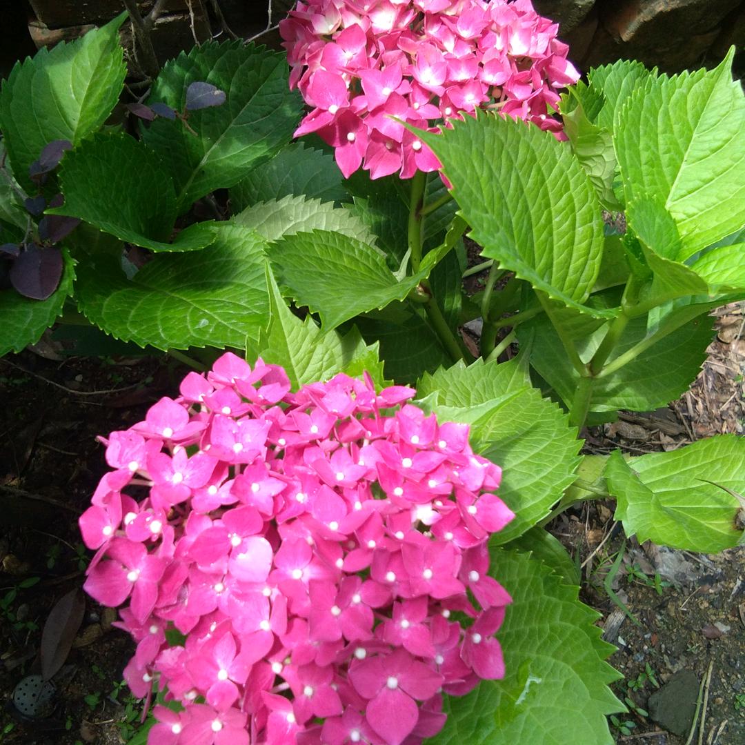 阿芬