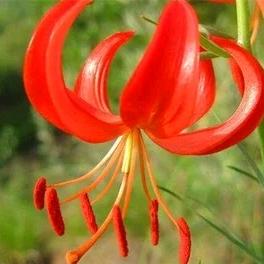 九叶一枝花