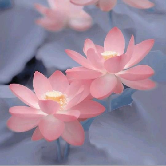 春丽