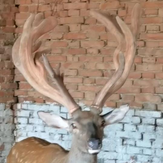 宝鸡市六川河梅花鹿养殖基地