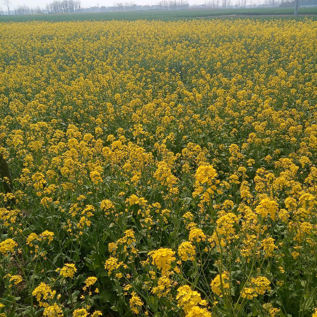 油菜世界